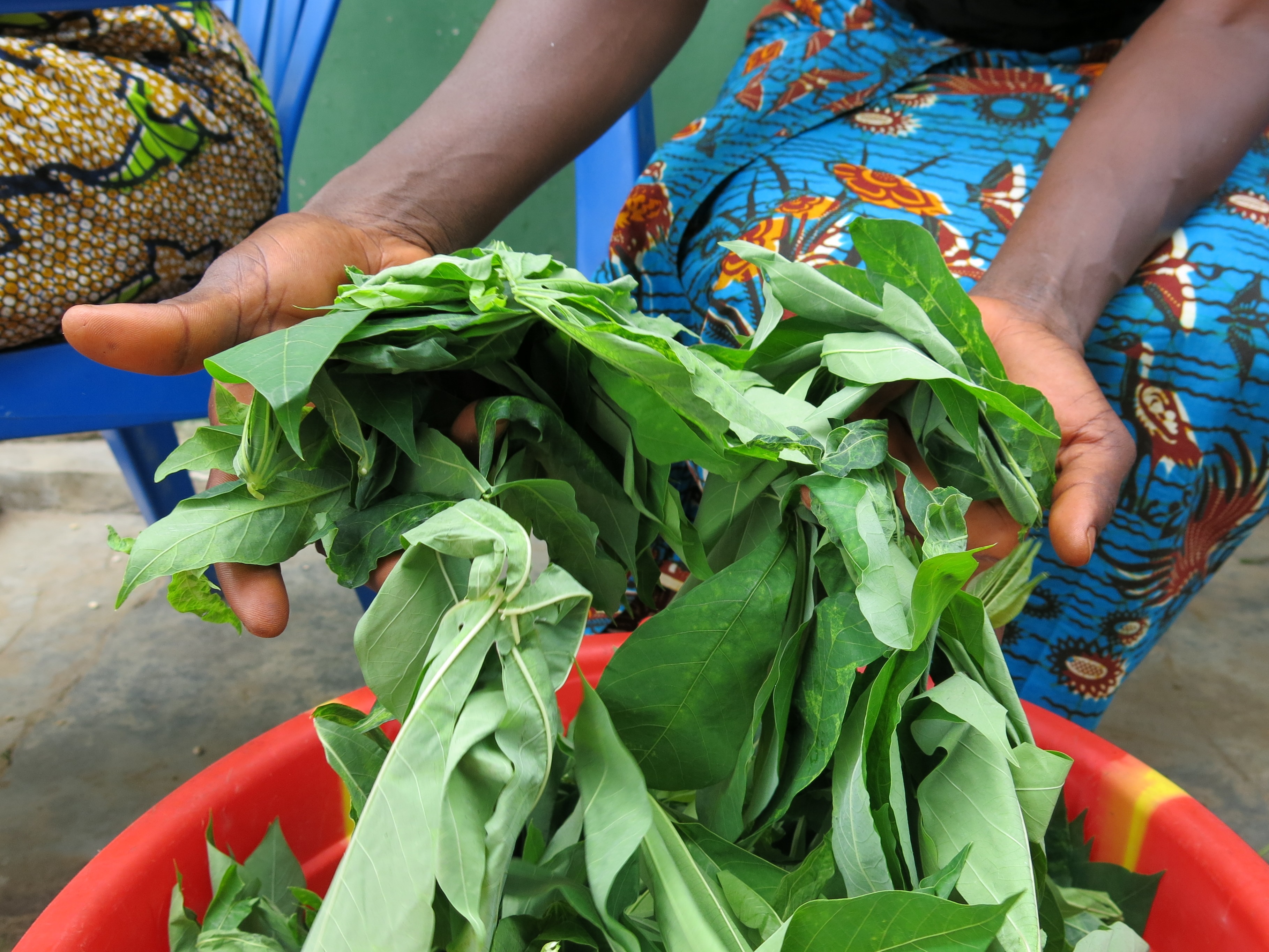Die Wurzelknollen des Maniok kommen ursprünglich aus Südamerika, werden aber auch im Kongo angepflanzt und zu einem Art Kloßteig, dem Fufu, verarbeitet. Bei der Zubereitung werden erst die Blätter abgetrennt
