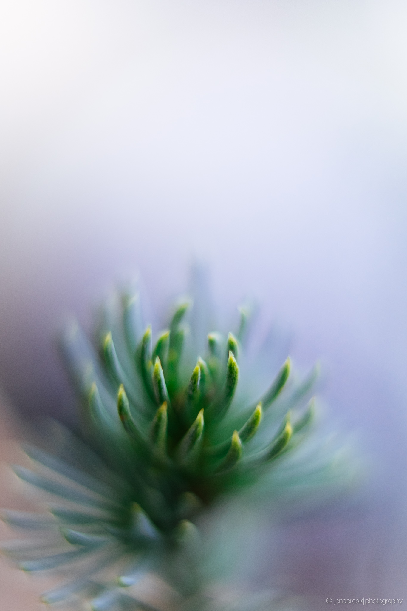 DSCF4263