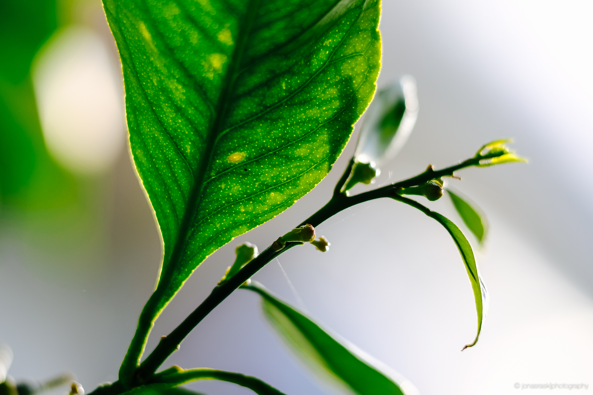 XF90mm f/2.0 1/250s ISO200