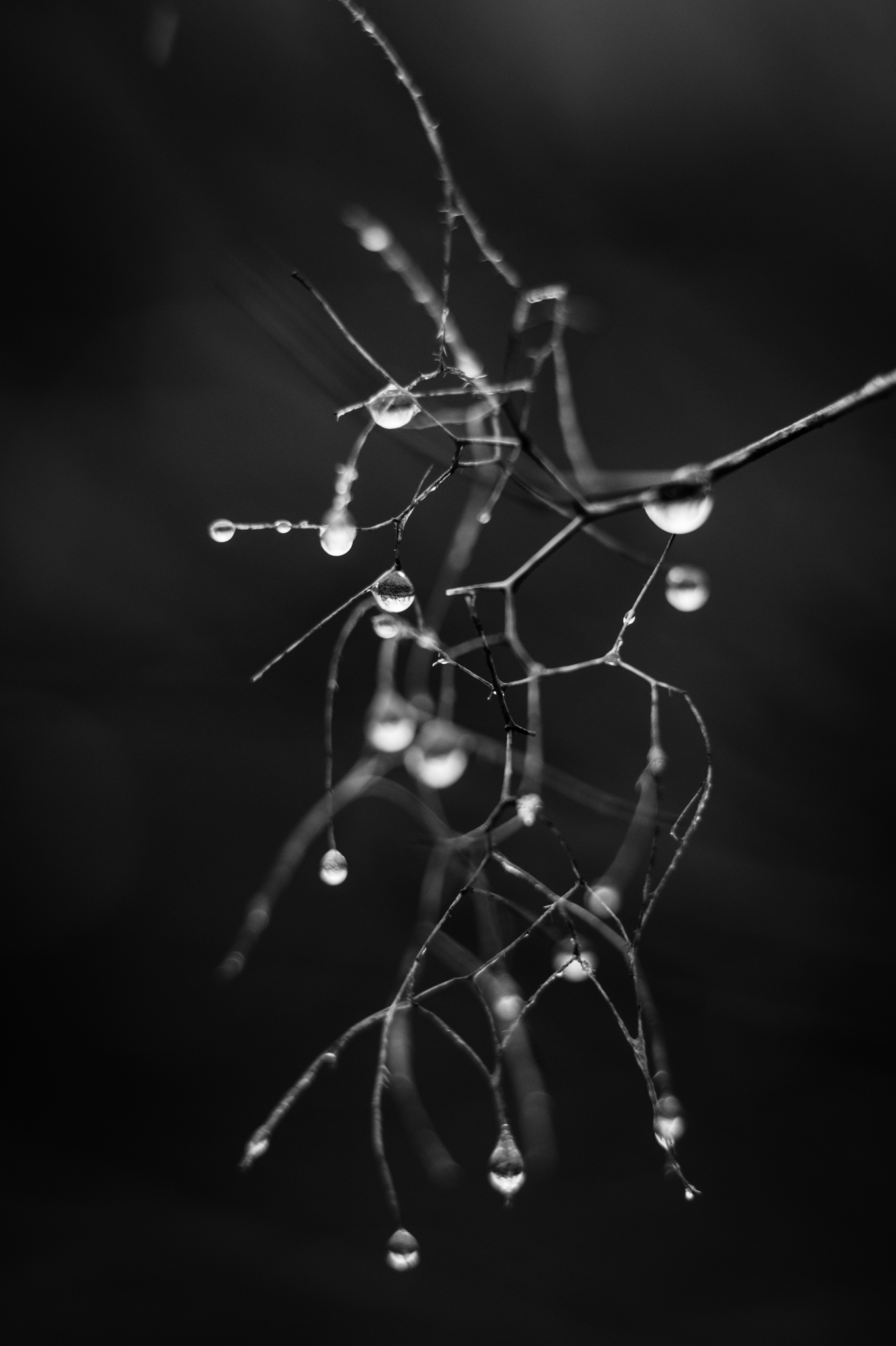 DSCF0593