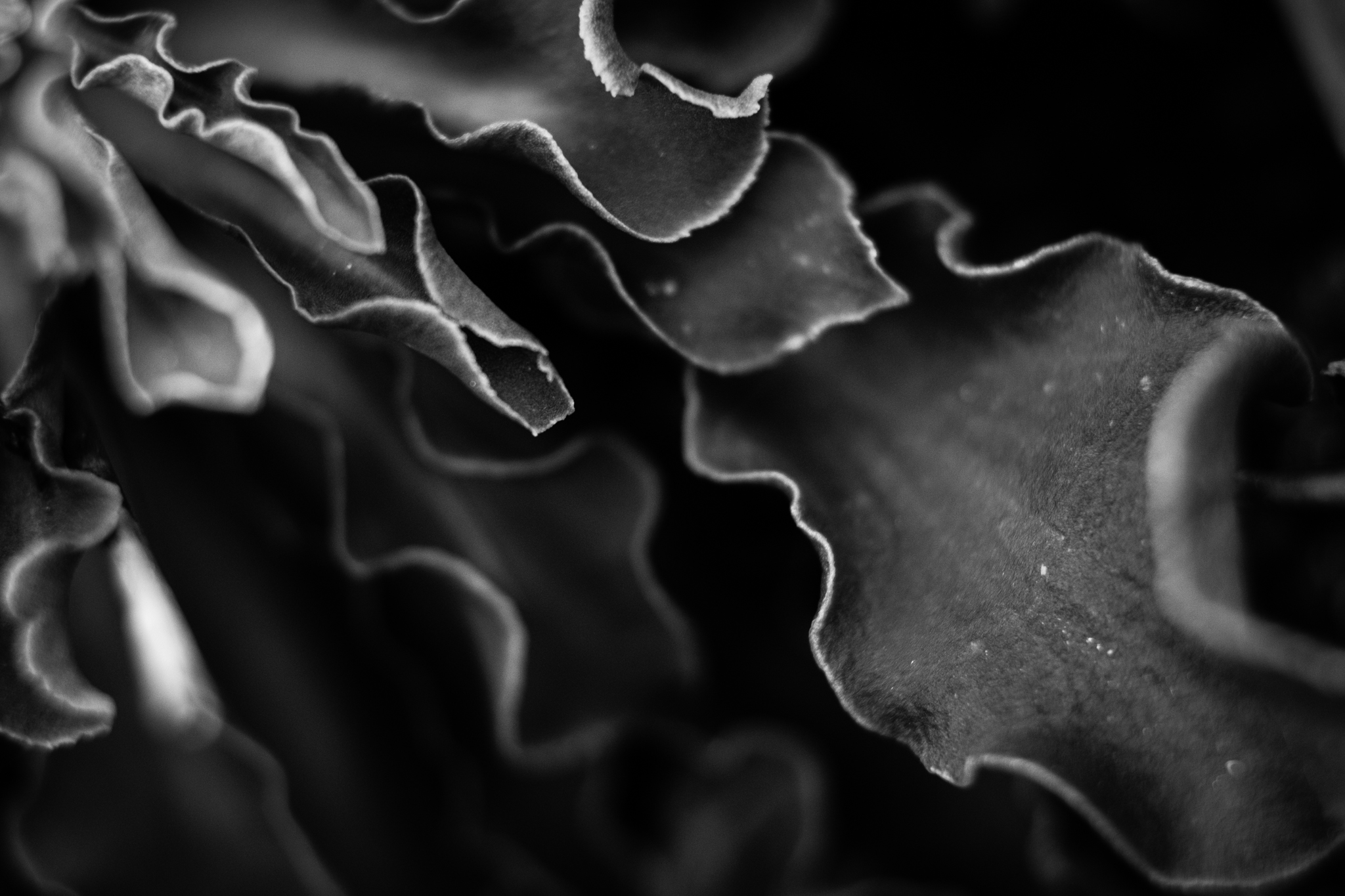 DSCF0595