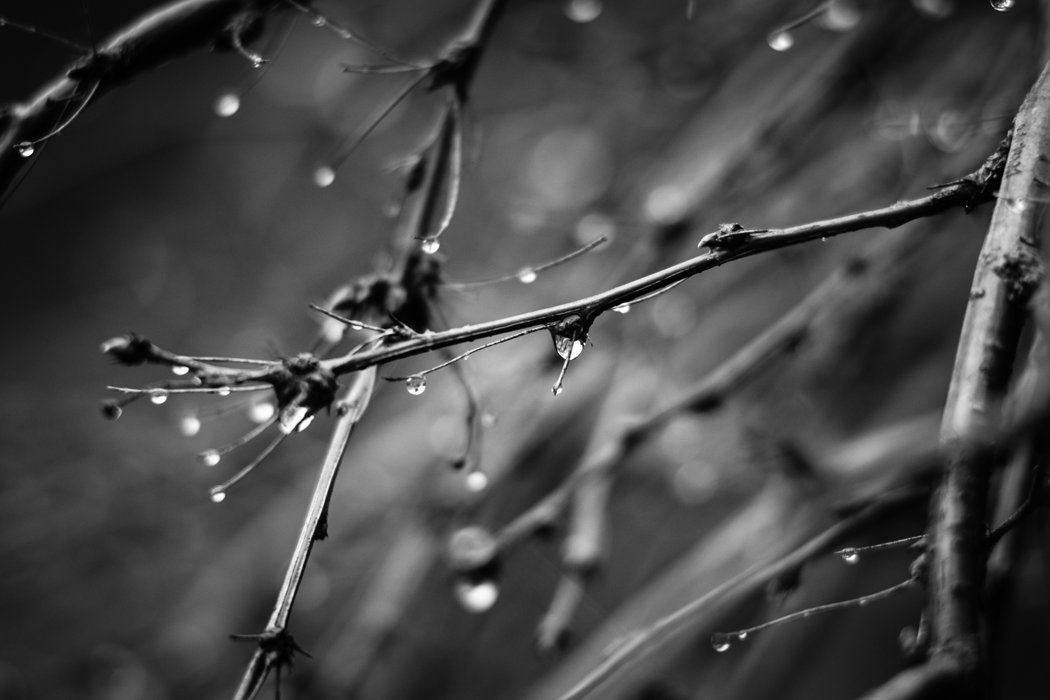 DSCF0603