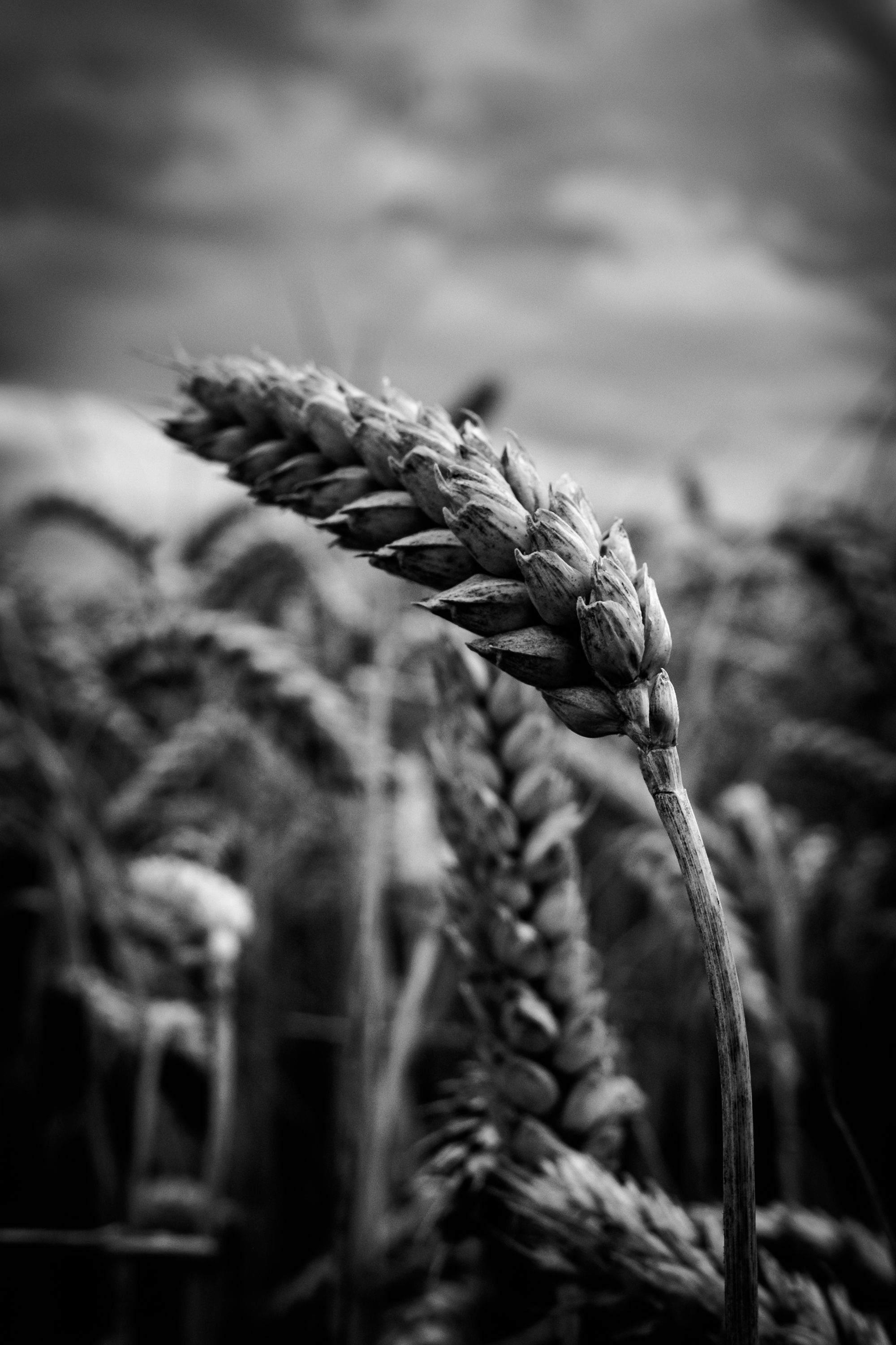 DSCF5479