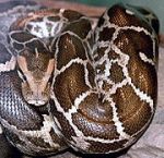 180px-Python_molurus_molurus_2