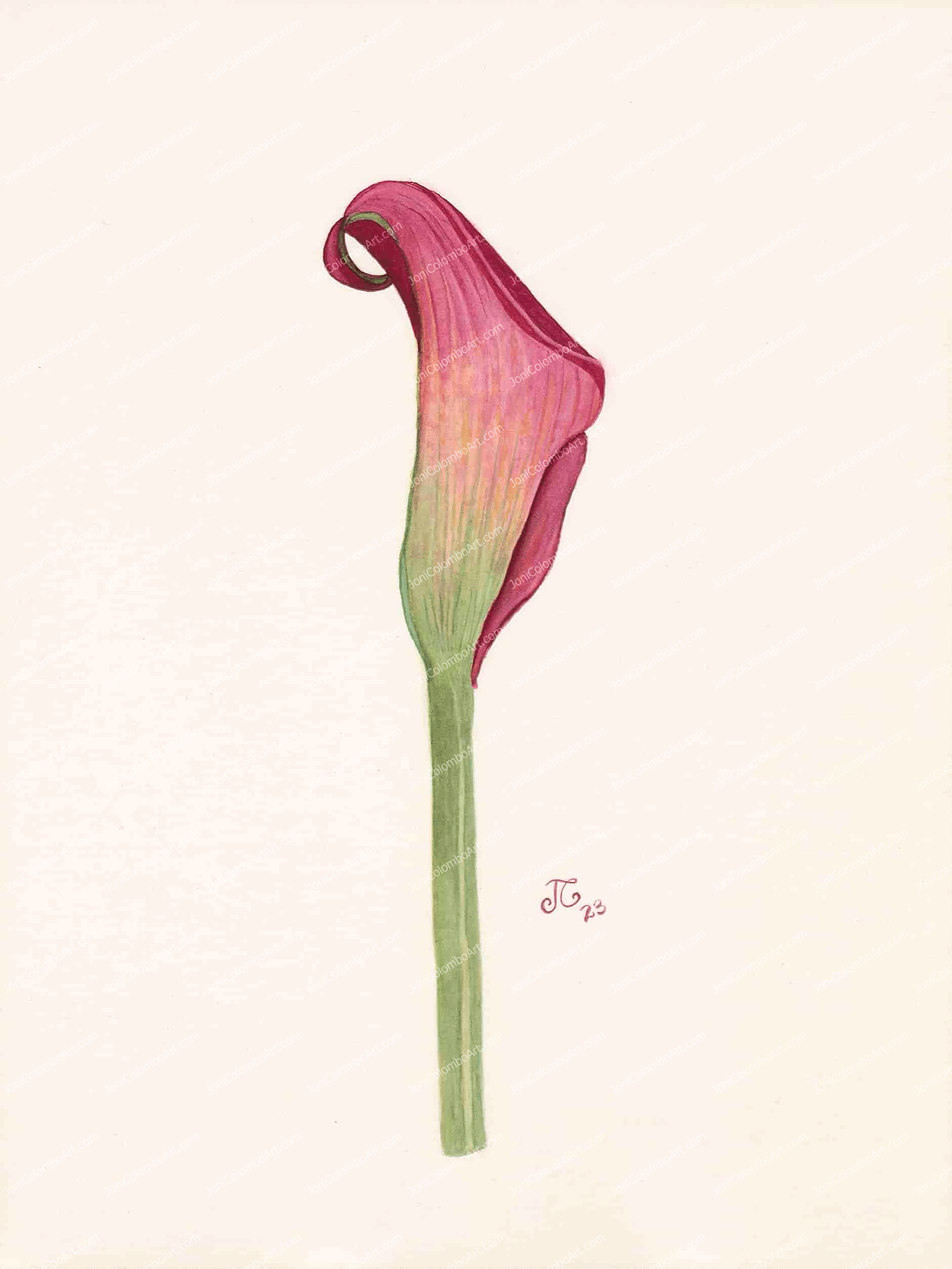Calla Lilly