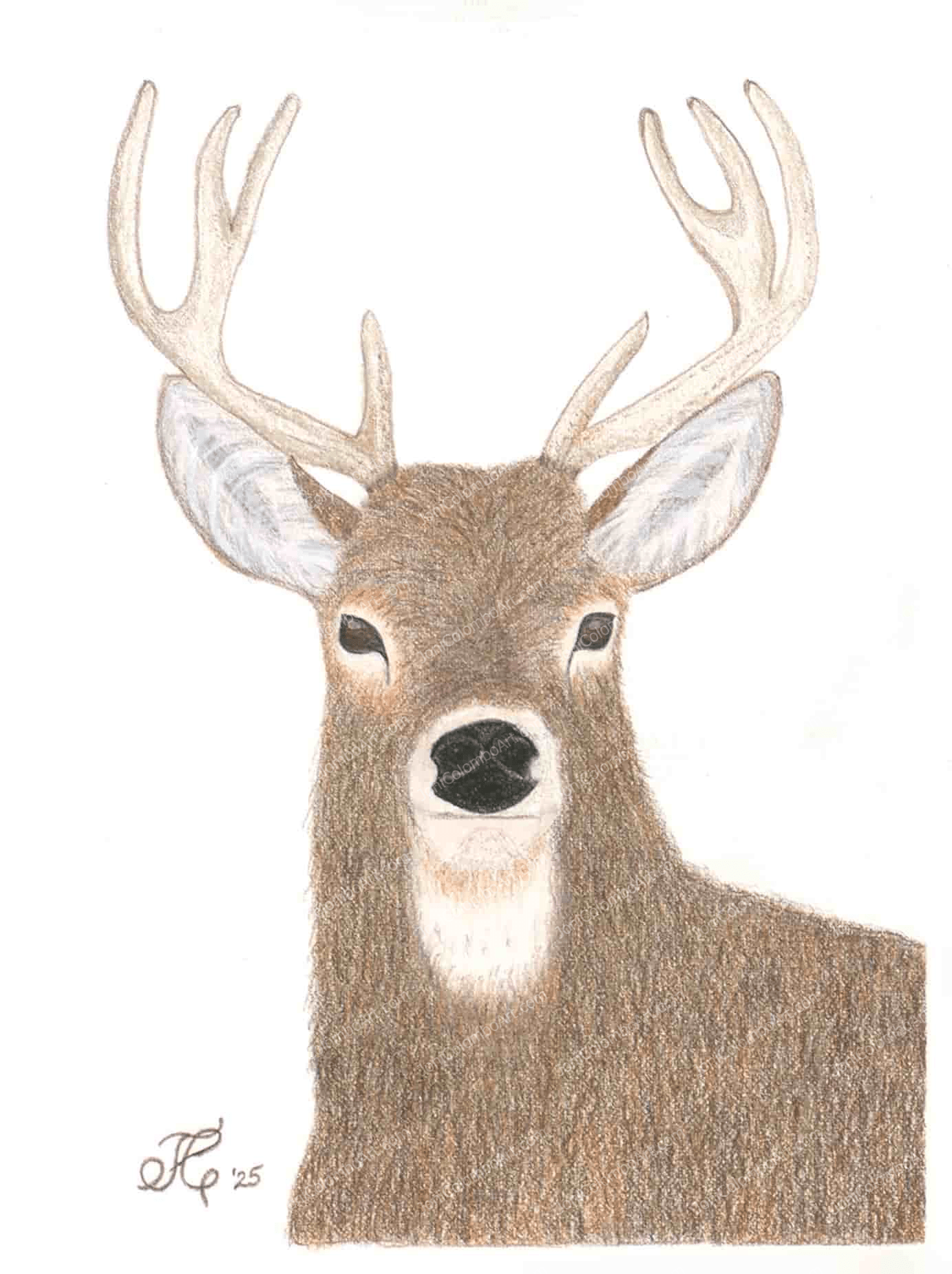 Wild Game