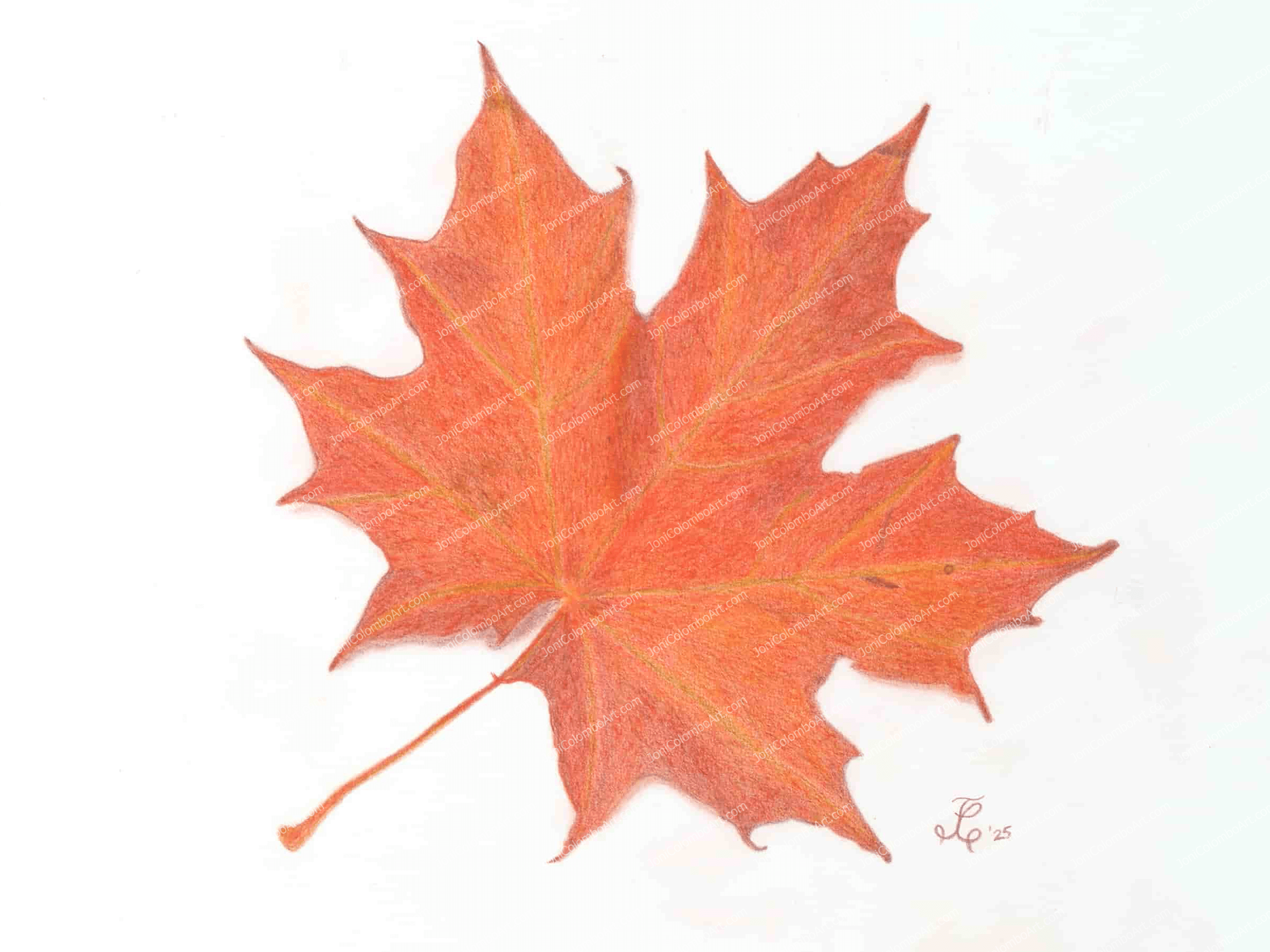 Autumn – Maple Leaf