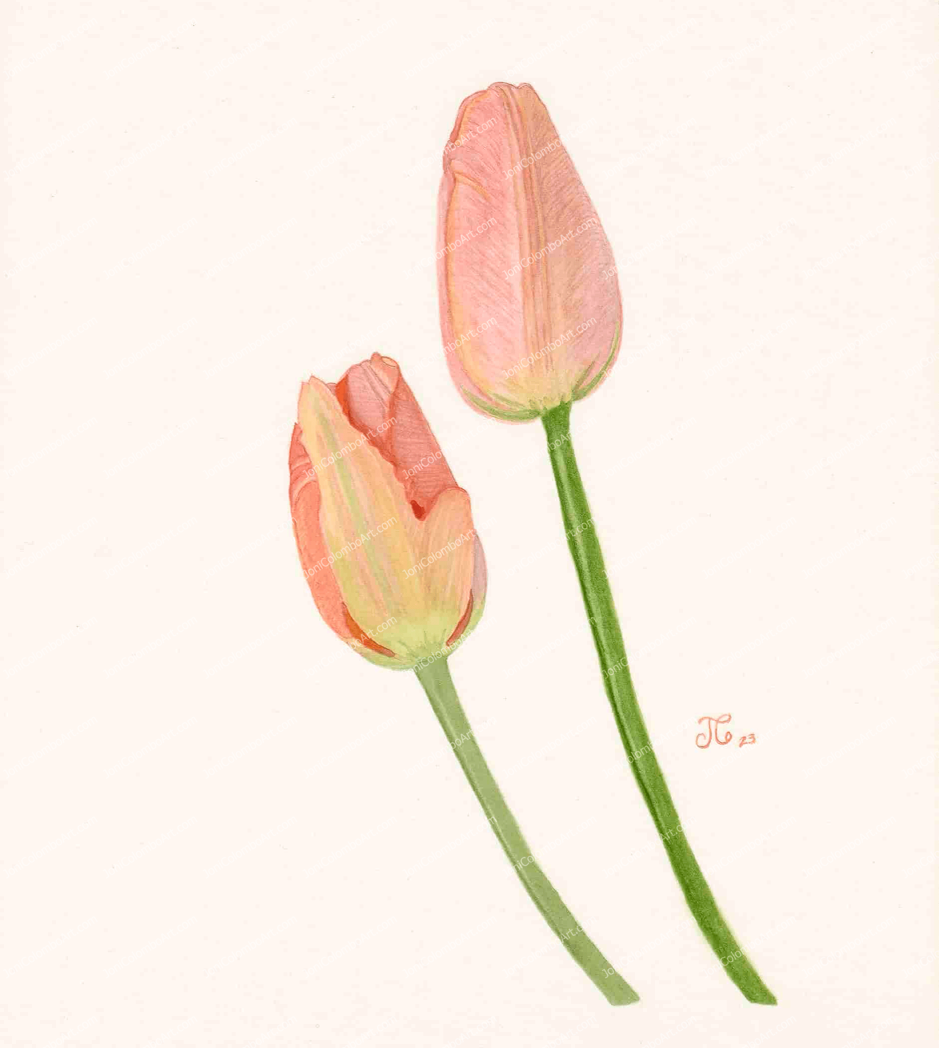 Two Peach Tulips