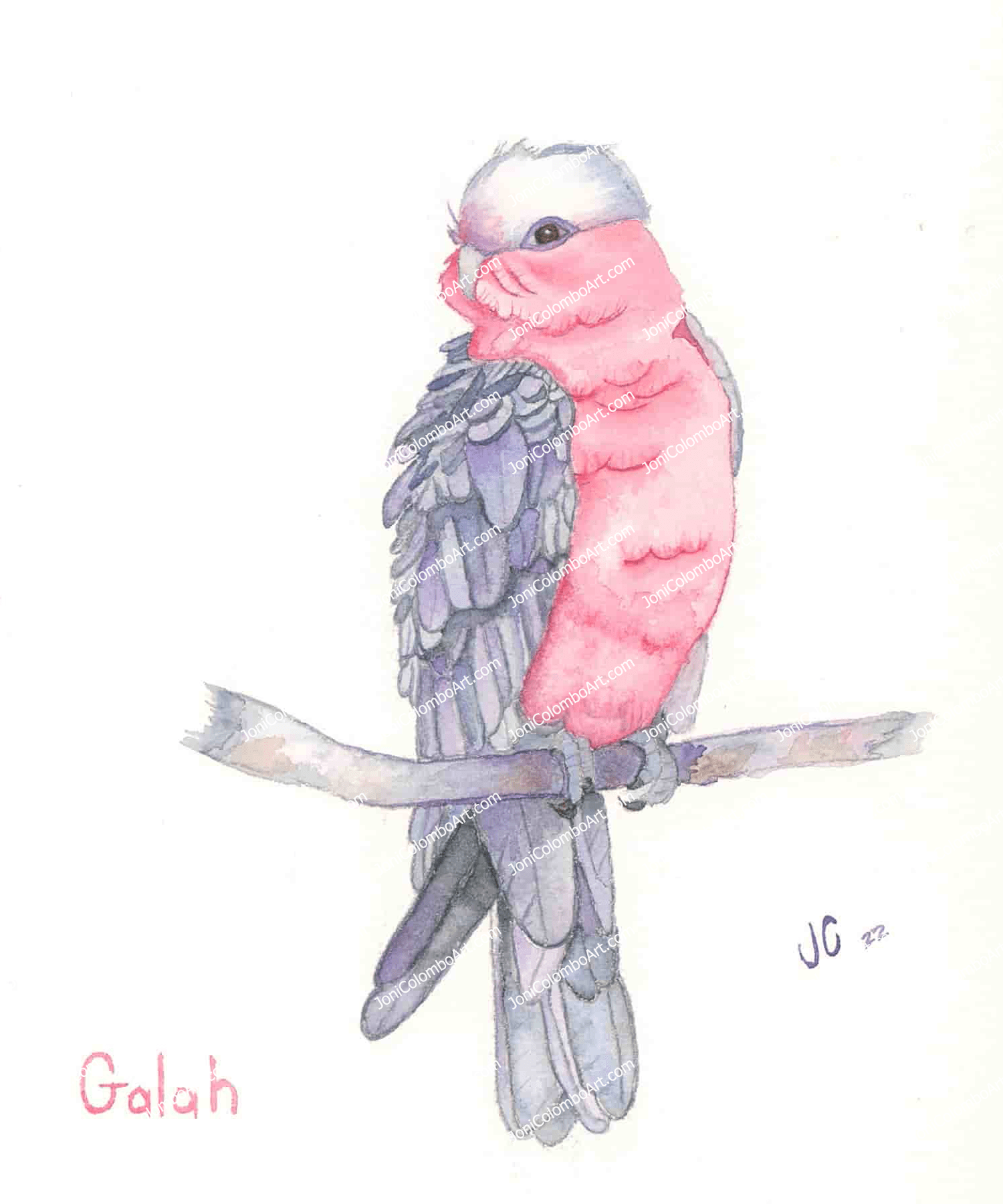 Australian Beauty – Galah