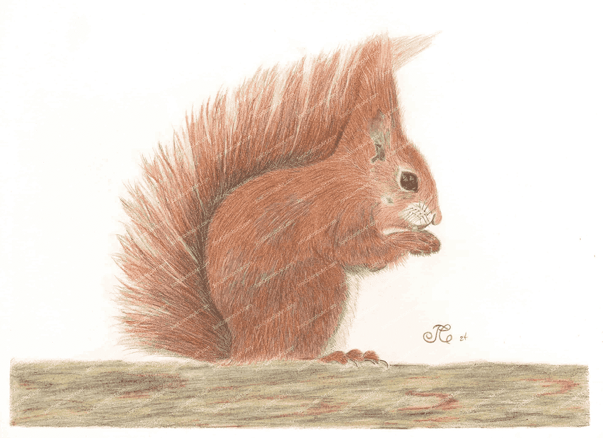 Little Red