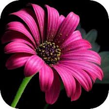 fuschia flower