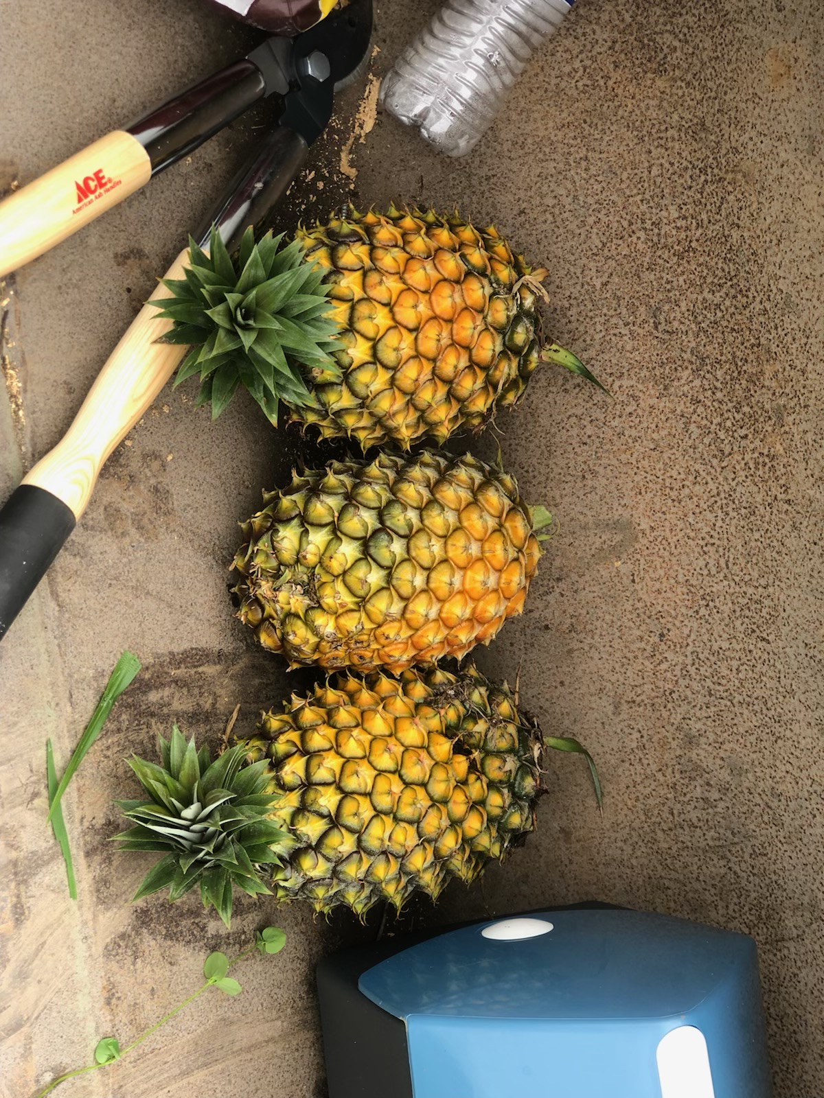 Our extra sweet maui gold pineapple is the perfect tropical gift for any occasion. A Lot To See In Hawaii And On The Farm Kona Sunset Coffee