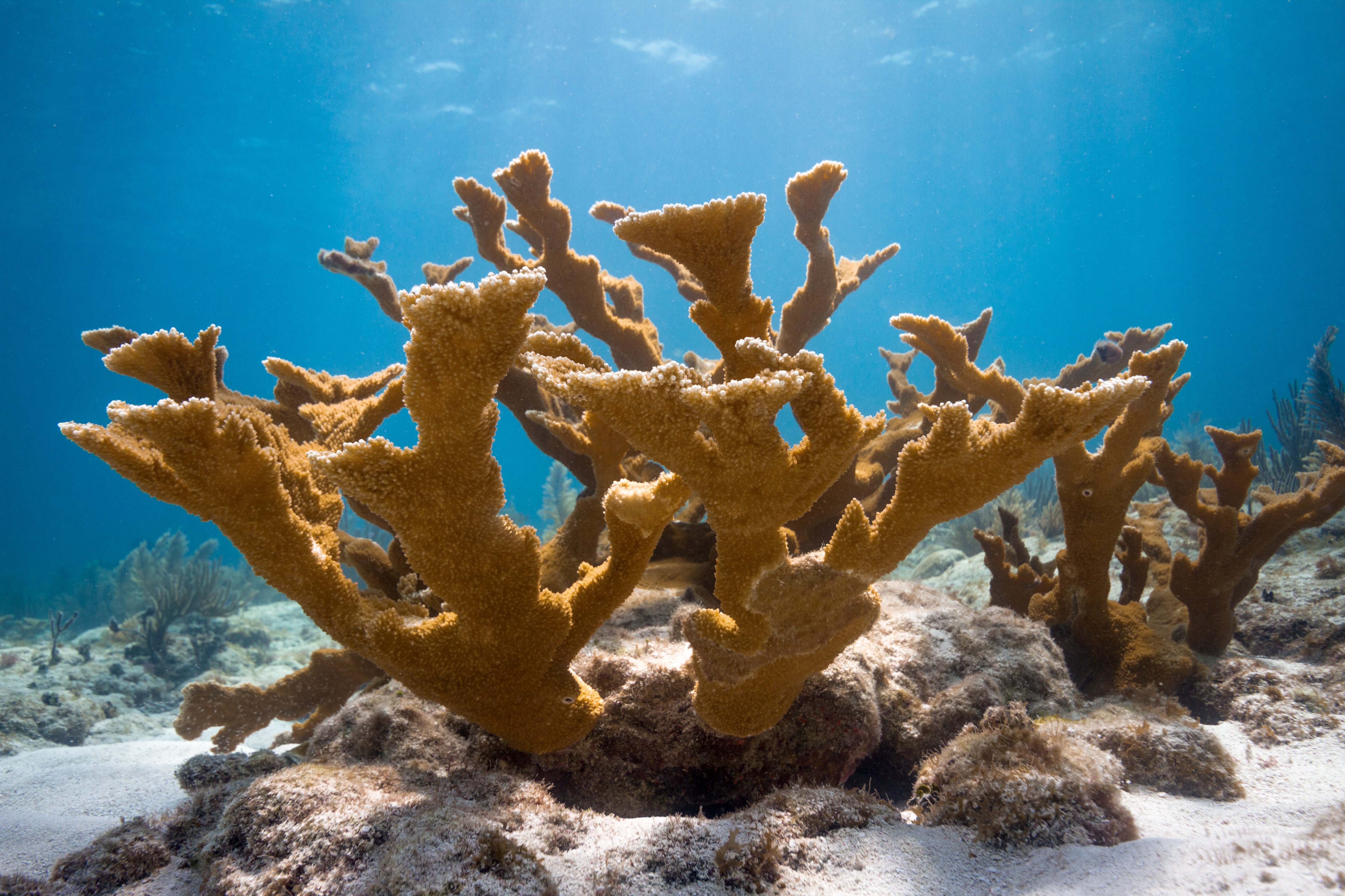 Sea coral reef photos, download the best free sea coral reef stock