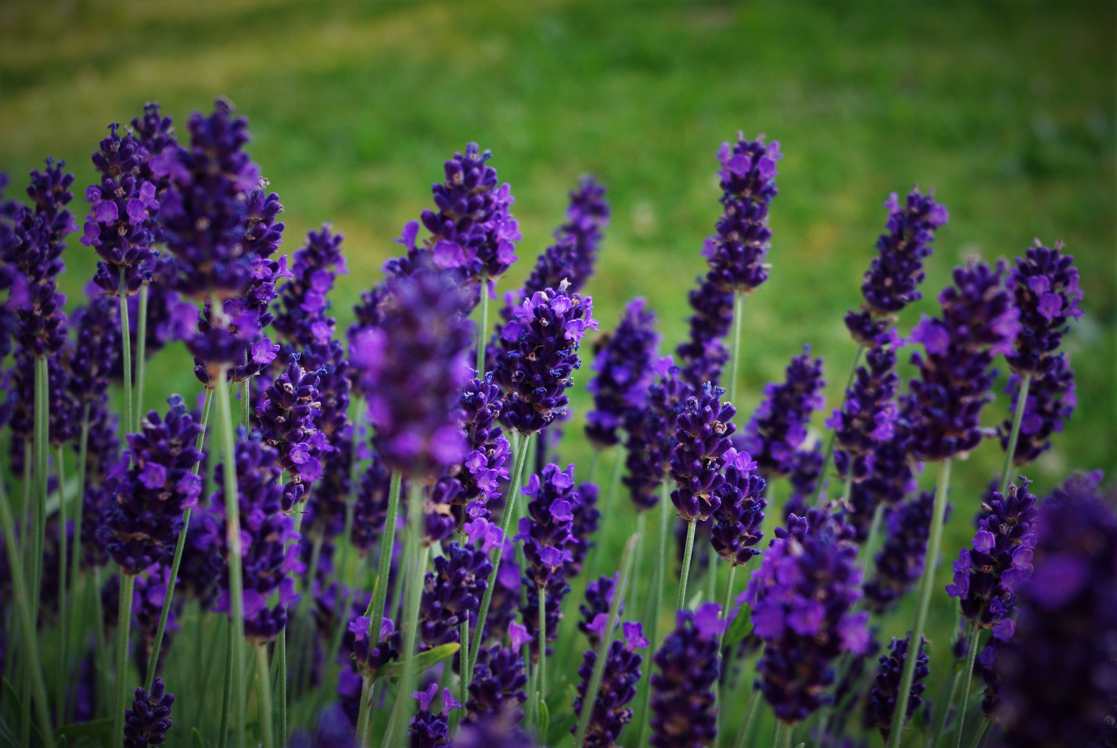 Free photo: lavender flower