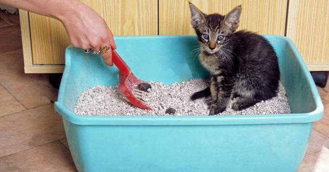 gato-2
