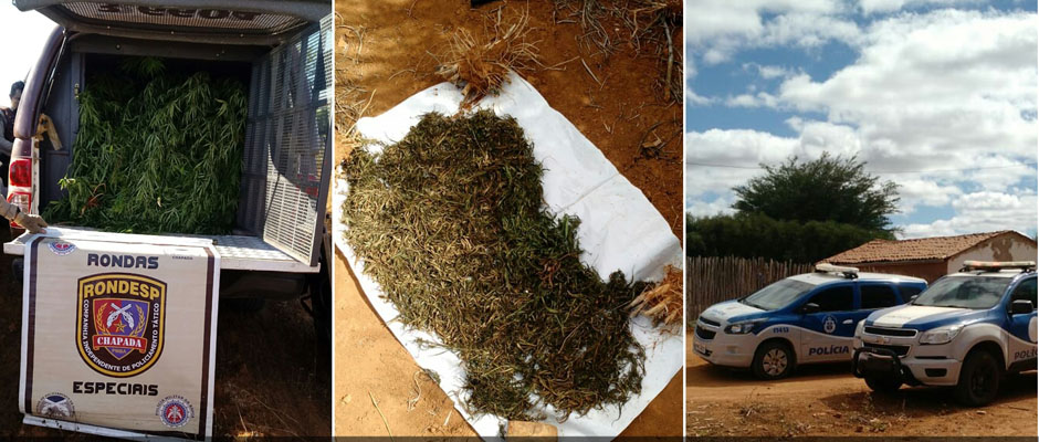 Chapada: Operação conjunta da Polícia Civil e Rondesp erradica plantação de maconha em Cafarnaum