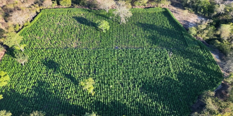 #Chapada: PF e PM erradicam 35 mil pés de maconha em Contendas do Sincorá