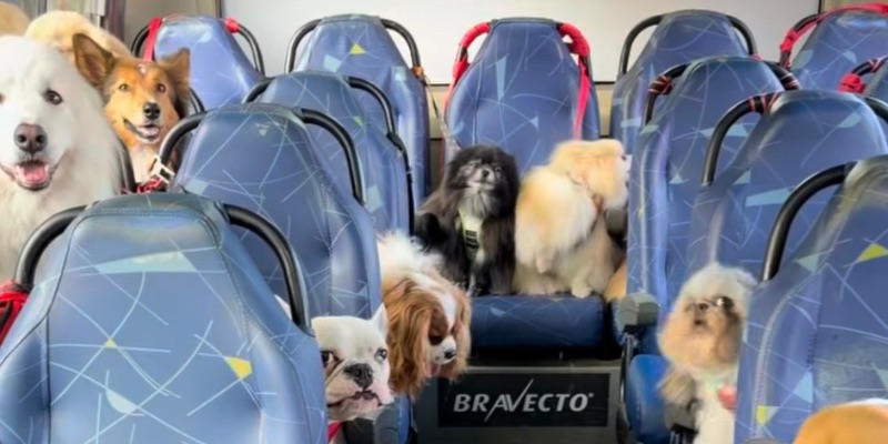 #Vídeo: André Bressan conquista a internet com rotina de transporte de cães