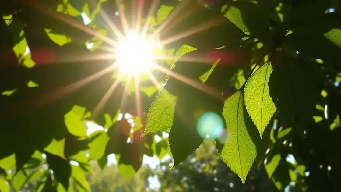 Importância da vitamina D: como ela impacta sua saúde e bem-estar