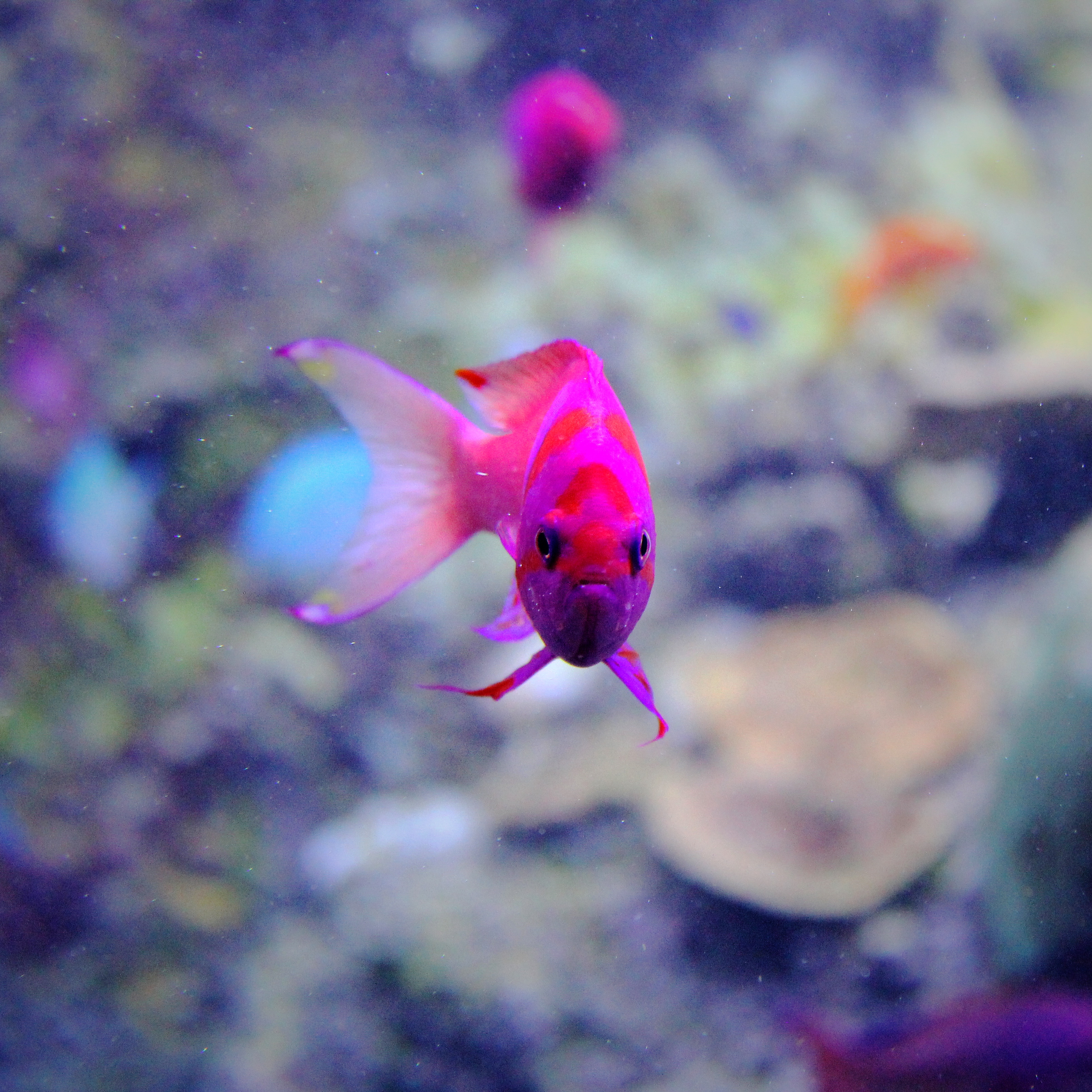 Red Pink Fish
