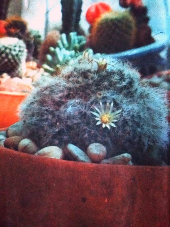 Kaktus Peniti (Mammillaria bocasana), Apa Itu? - Josi Kie
