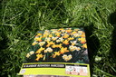 Narcisser