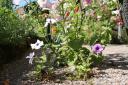 Betongblomma