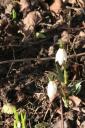 Vårblomma