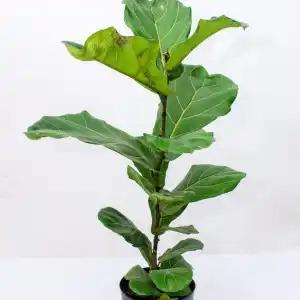 Ficus Lyrata