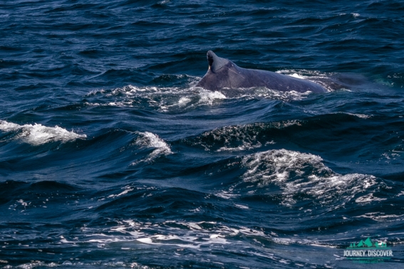 A dorsal ridge of a humpback whale peeking out from the ocean as seen from a whale watching cruise.