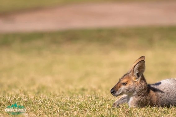 A wallaby laying down on the grass at Dandabah