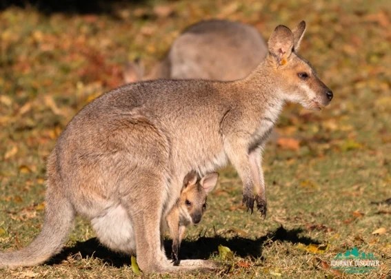 A mother wallaby with a joey sticking out of her pouch.