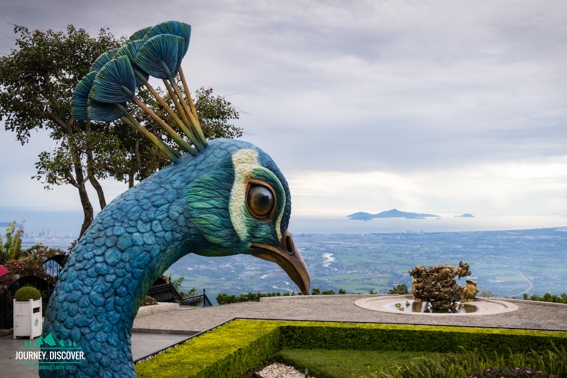 A detailed peacock head at the Le Jardin Gardens with the Cham Islands in the background.