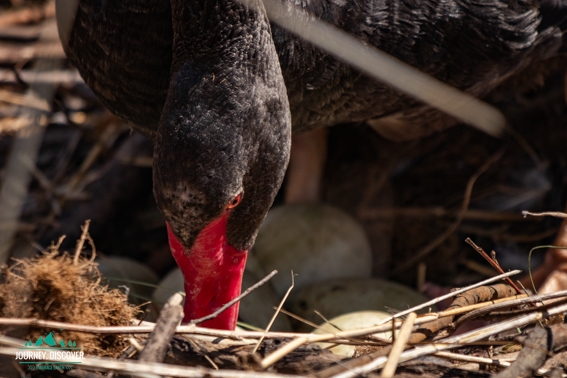 A swan and her eggs at Tidbinbilla Nature Reserve.