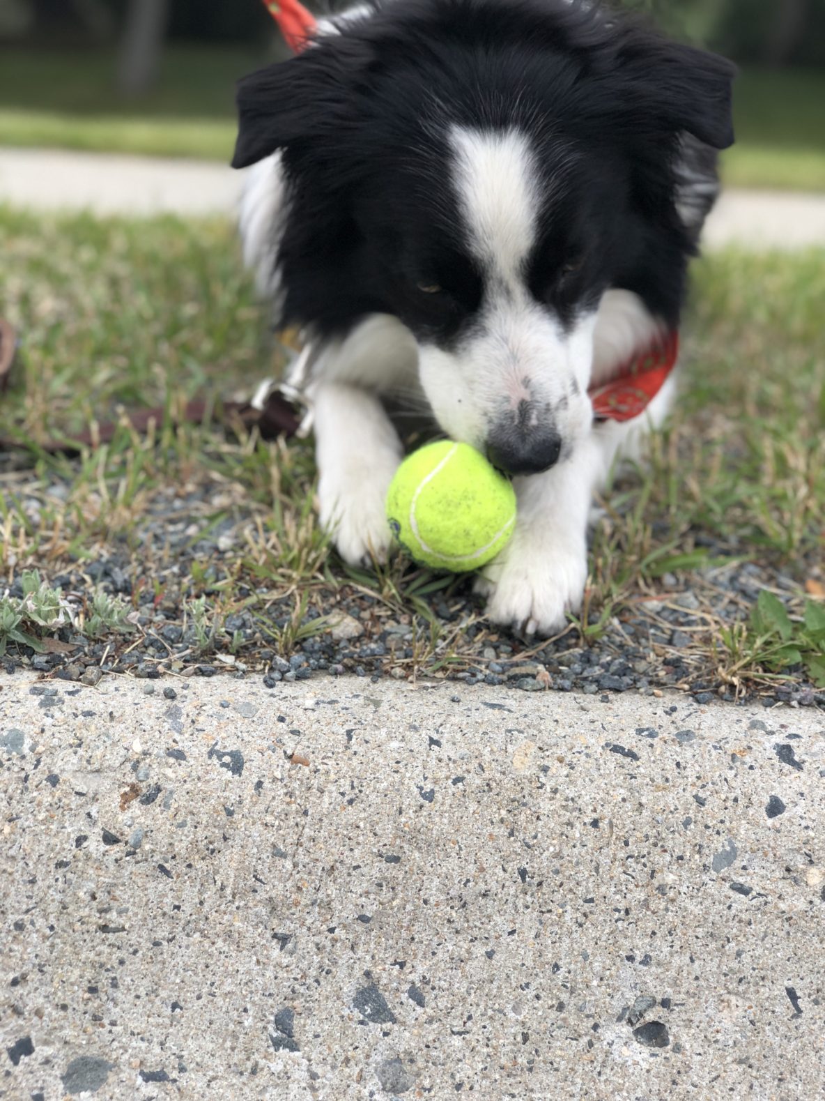 13 Dog Training Games And Exercises To Make Dog Training Fun Journey Dog Training 13 Dog Training Games And Exercises To Make Dog Training Fun Journey Dog Training