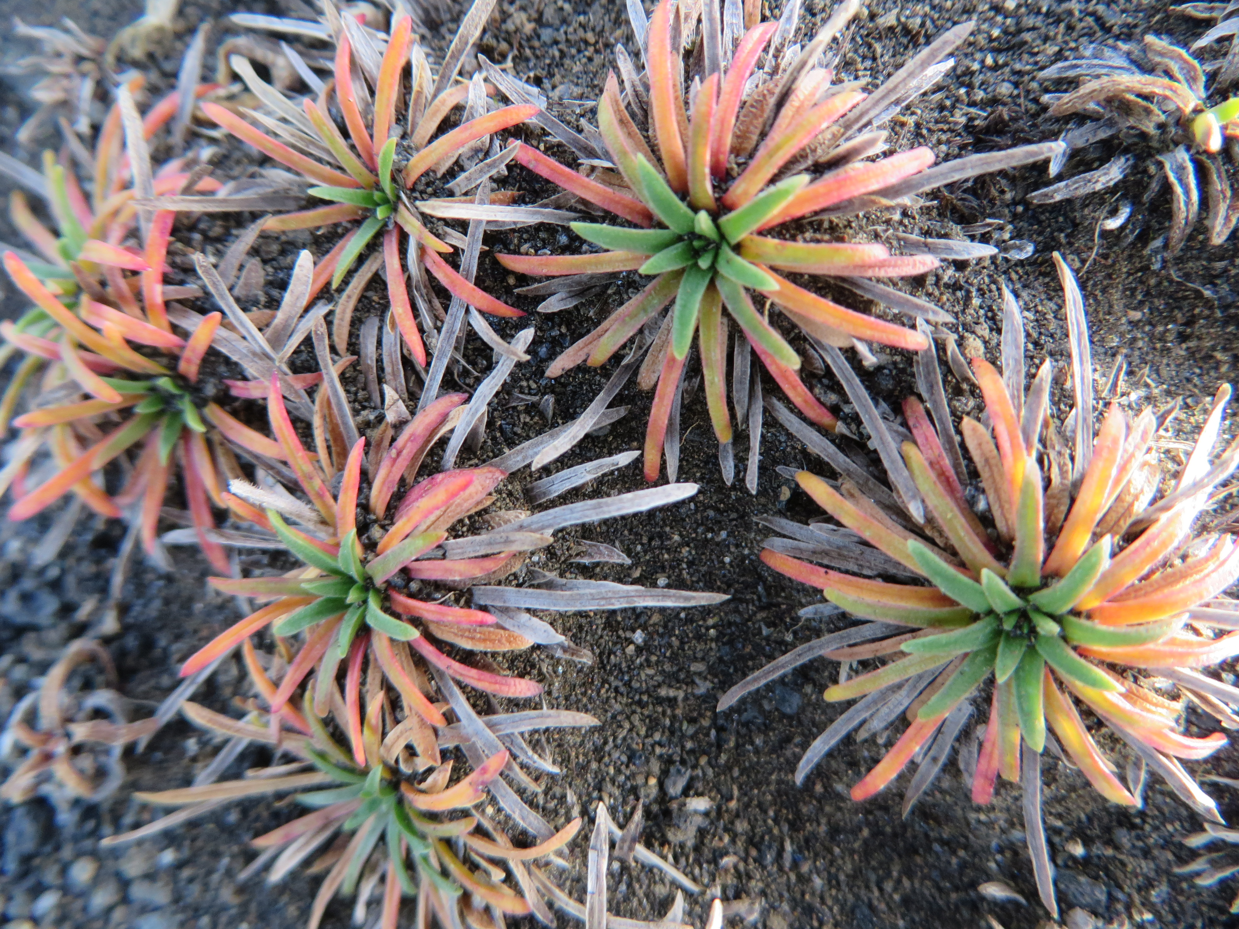 Lava flora at Valahnúkur