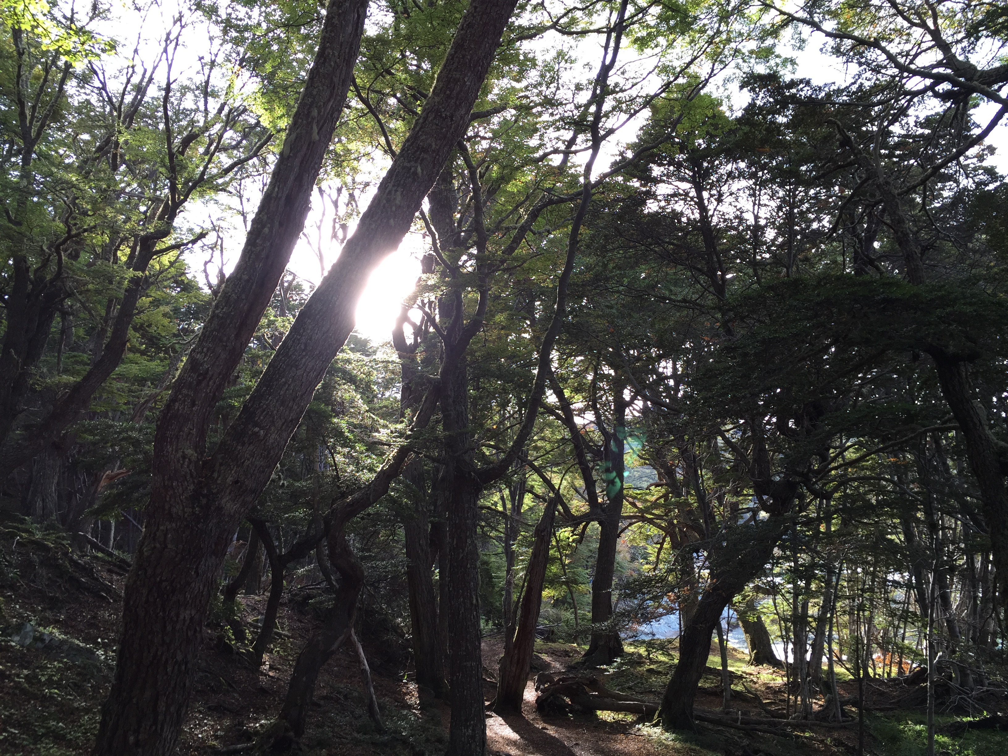 Tierra del Fuego National Park, Argentina