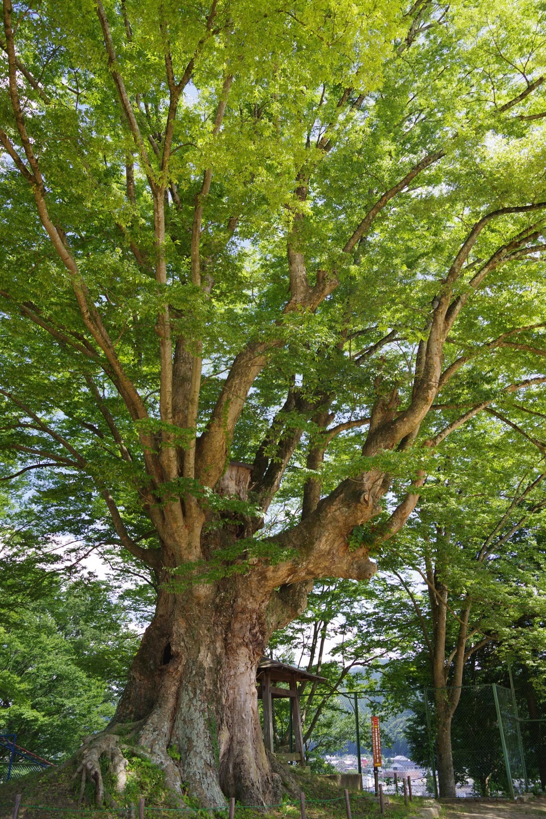 茨城県久慈郡「文武館跡のけやき群」 | 巨樹探訪