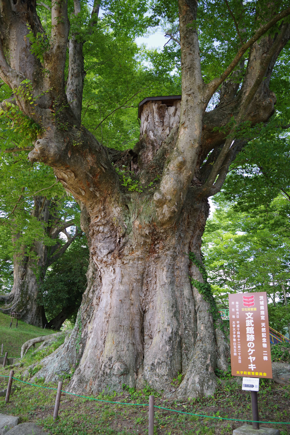 大きなケヤキ 茨城県久慈郡「文武館跡のけやき群」 | 巨樹探訪