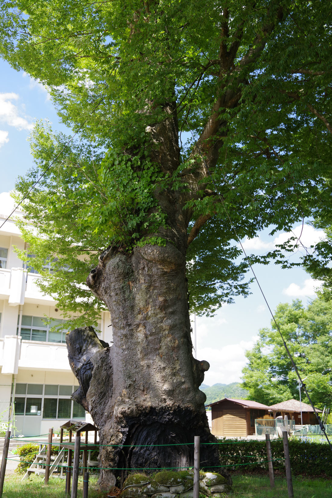 茨城県久慈郡「文武館跡のけやき群」 | 巨樹探訪