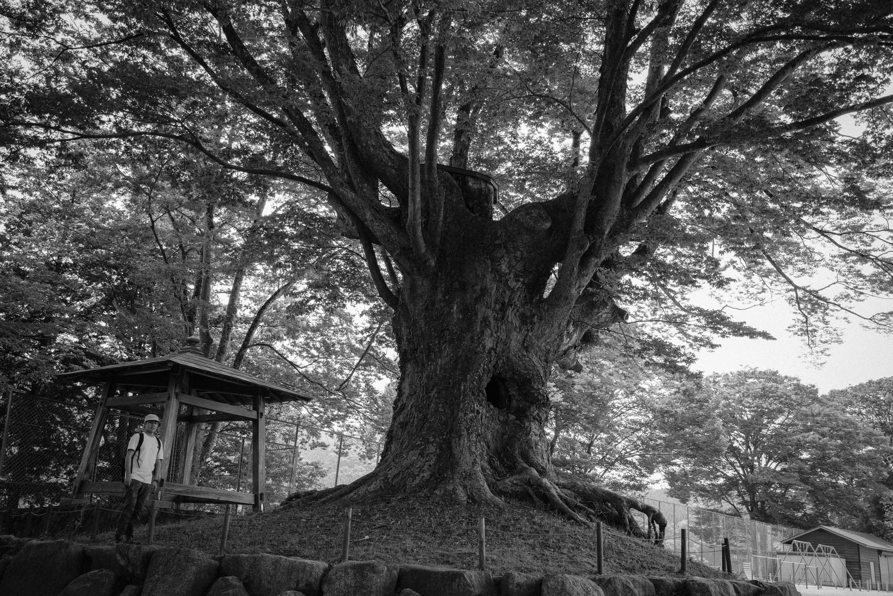 茨城県久慈郡「文武館跡のけやき群」 | 巨樹探訪