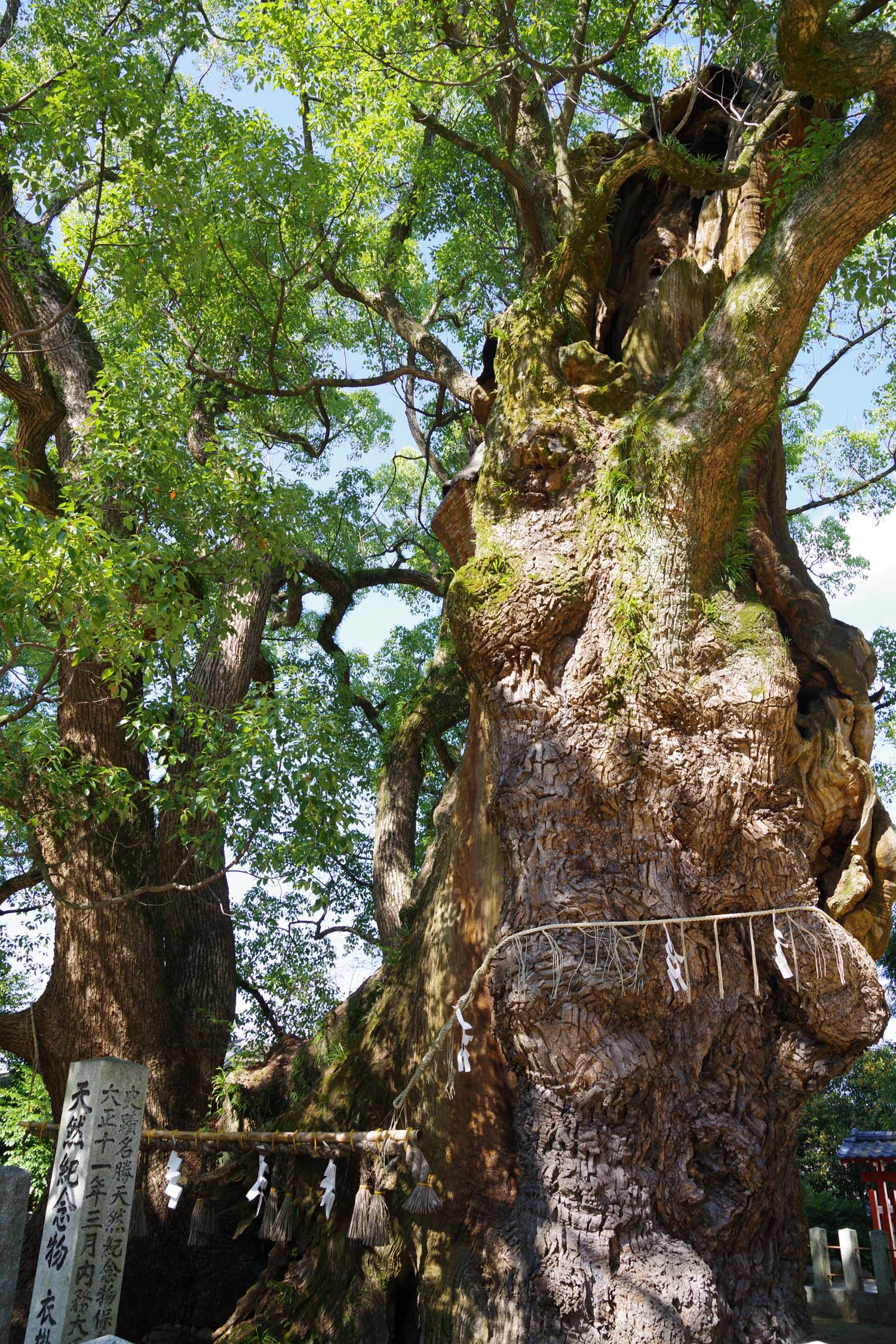 福岡県糟屋郡「衣掛の森」 | 巨樹探訪