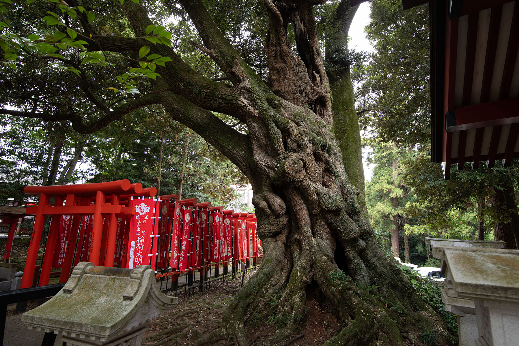 茨城県稲敷市「大杉神社の杉」、「勝馬神社のシイ」 | 巨樹探訪