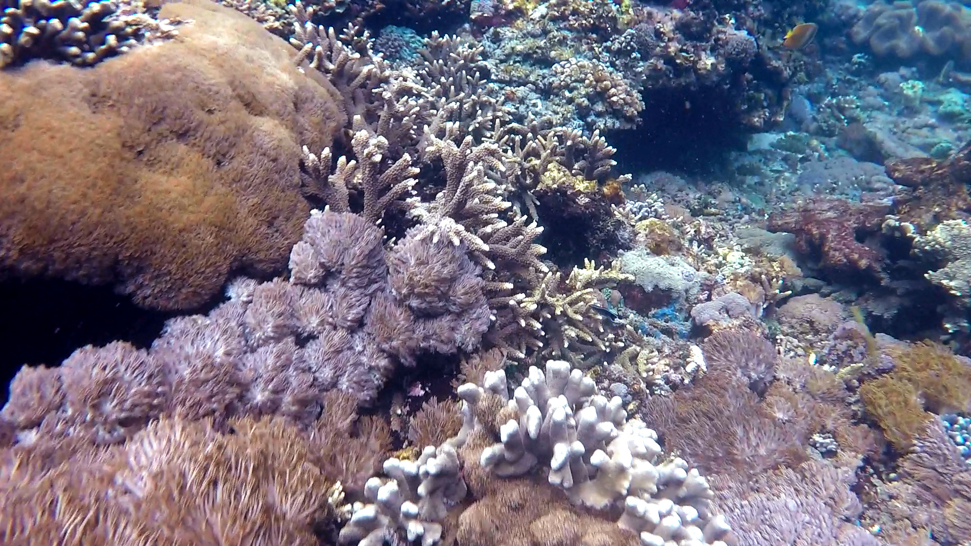 Bali snorkeling