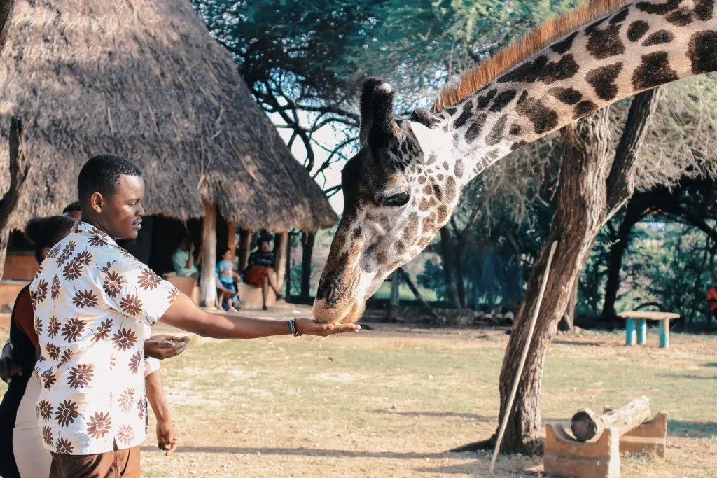 Tourist feeding a giraffe, enjoying a close-up interaction with the gentle giant.