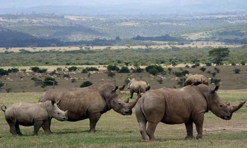 Black rhinos in Aberdare National Park,