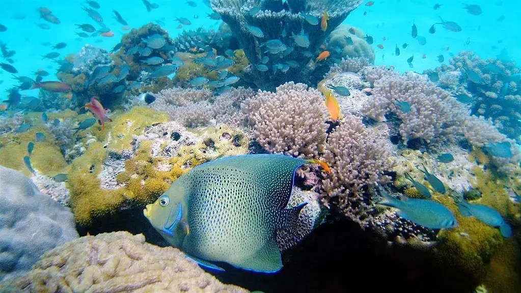 A vibrant coral reef with colorful fish