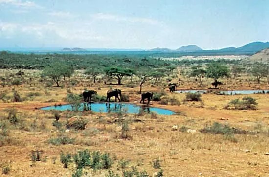Dry landscape of Tsavo National Park.
