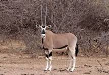Beisa oryx in Sibiloi Park