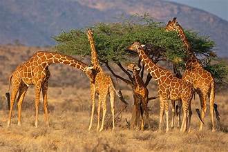 Giraffe feeding at Samburu National Park